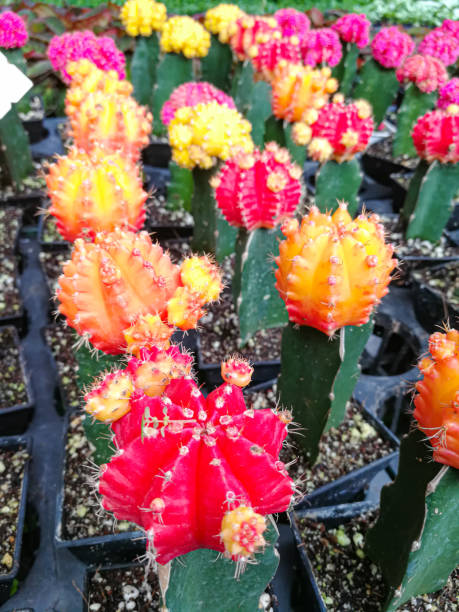 istock beauty multi color circle cactus dessert tree in pot 1182189359