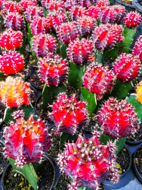 istock Beauty red and purple cactus sharpen thorns 1182189372
