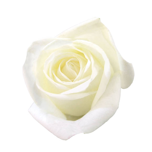 istock fresh love rose isolated white background with clipping path 1182189383