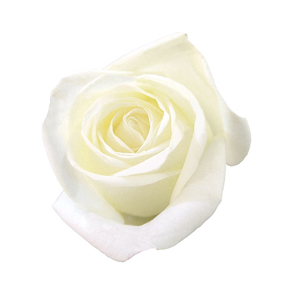 fresh love rose isolated white background with clipping path