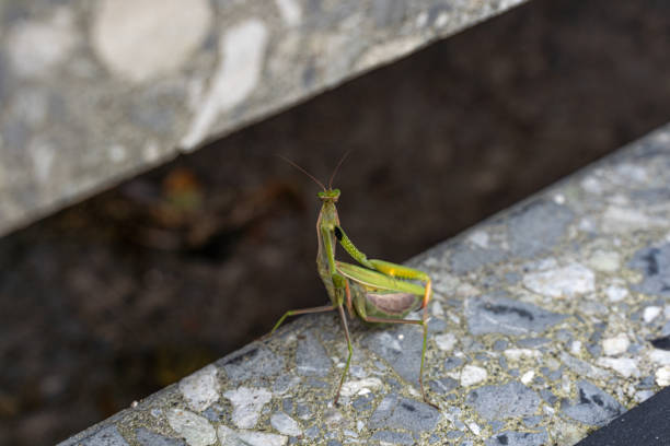 european mantis - mantis religiosa - standing on blooming heads of a Watling Street thistle - Eryngium campestre - spotting a small insect