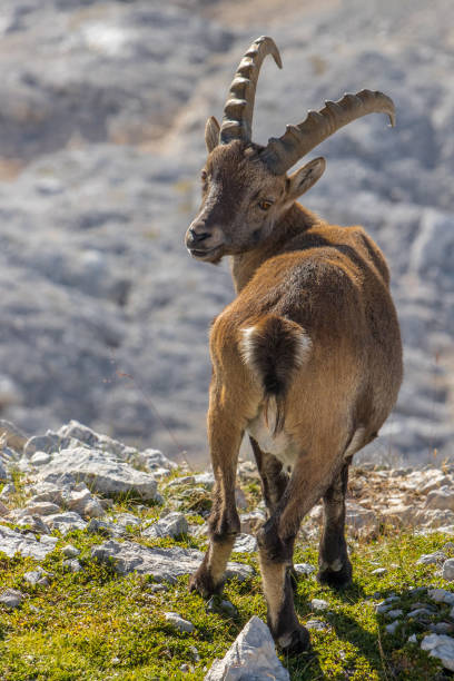istock Ibex looking to camera in high alps 1182190742