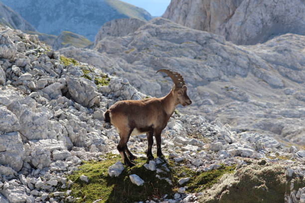 istock Adult ibex posing for camera in high alps 1182190856