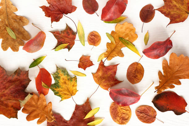 istock colorful seasonal leaf 1182191474