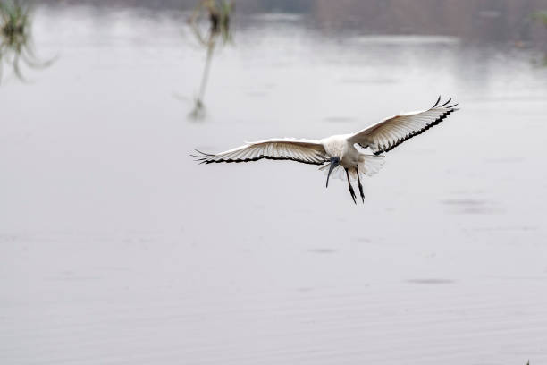 istock Sacred ibis bird flying in kruger park 1182191600