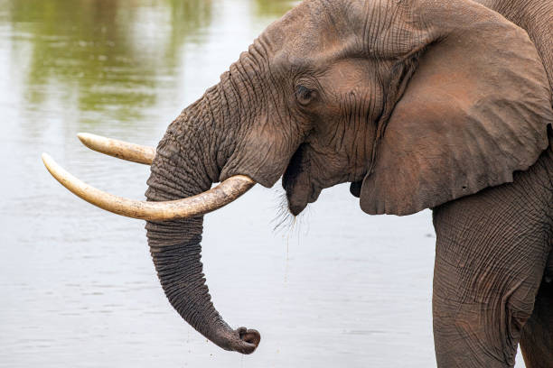 istock elephant drinking at the pool in kruger park south africa 1182191722