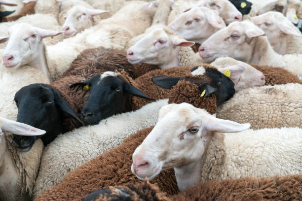 istock many sheep crowded together in a corral before being sheared 1182191848
