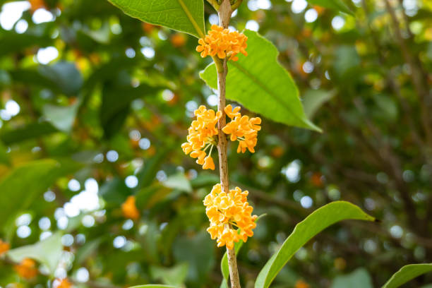 istock osmanthus flower blooming in autumn 1182192477