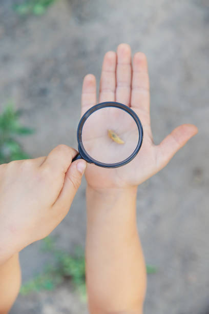 Child with a magnifying glass in his hands. Selective focus.