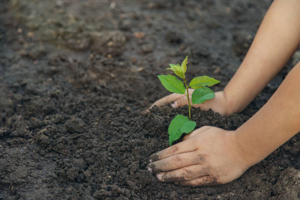 istock A child in the garden plants a plant. Selective focus. 1182194676
