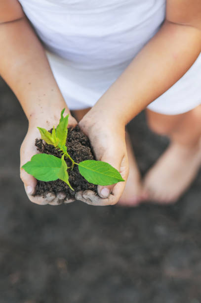 istock A child in the garden plants a plant. Selective focus. 1182194688