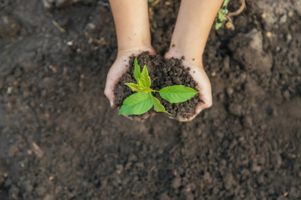 istock A child in the garden plants a plant. Selective focus. 1182194715