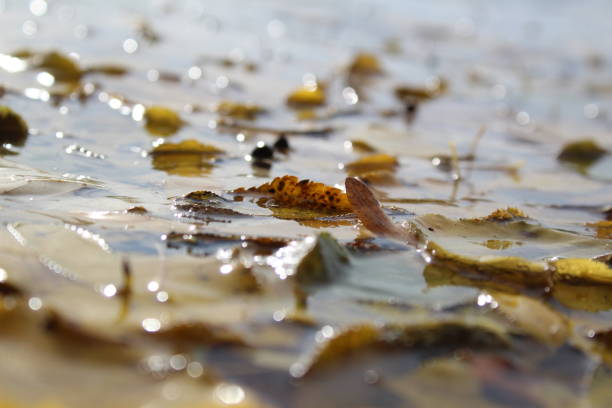 photo autumn leaves and water.the pond is dirty.leaves were falling into the pond.color yellow, brown.