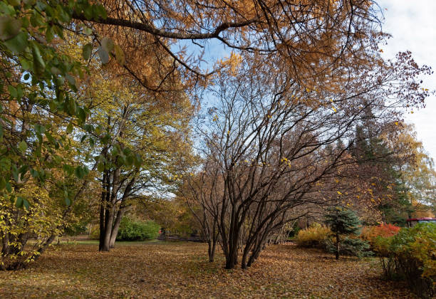 istock Big trees with bright foliage in the park on a sunny autumn evening 1182197128