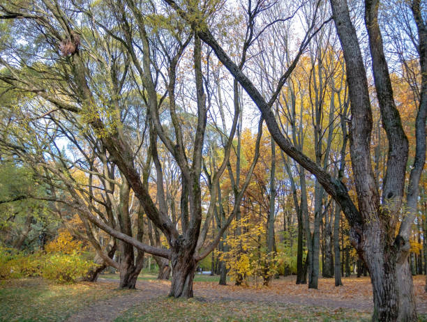 Russia, St. Petersburg, Krestovsky Island - Sunny autumn in the park