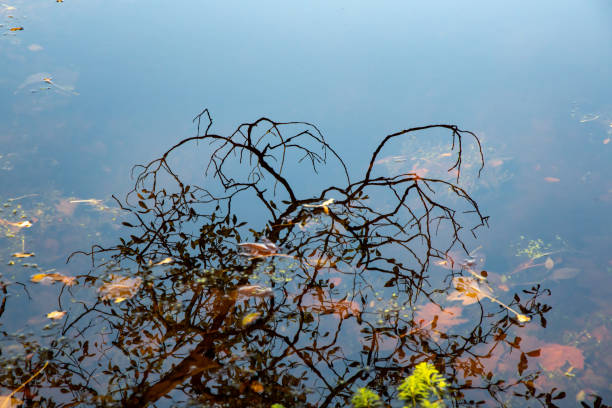 Reflection of a leafless tree, surrounded by autumn leaves floating in the water