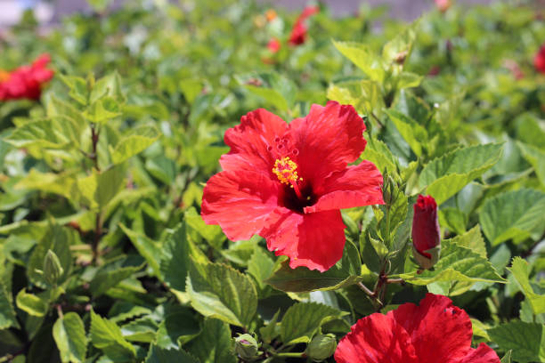 fleurs d'hibiscus rouges fleuris avec beaucoup de feuilles, photographiées à chypre - stem pollen hibiscus beauty in nature photos et images de collection