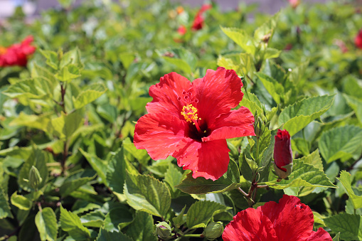 Bush with blooming red hibiscus flowers with yellow pollen in them. Around the exotic tropical flowers you can see plenty of green leaves. Photographed during beautiful sunny summer day in Cyprus.