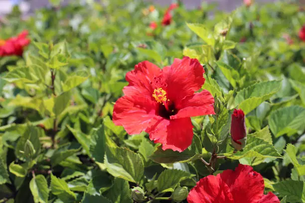 Photo of Blooming Red Hibiscus Flowers with Plenty of Leaves, Photographed in Cyprus