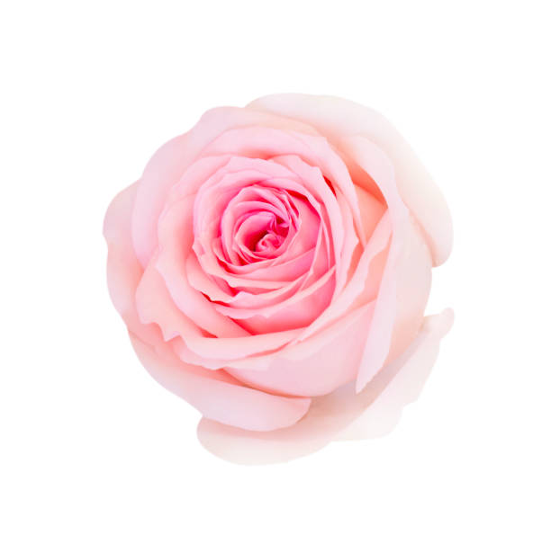 istock Pink rose flower isolated on white background, soft focus and clipping path. 1182205185