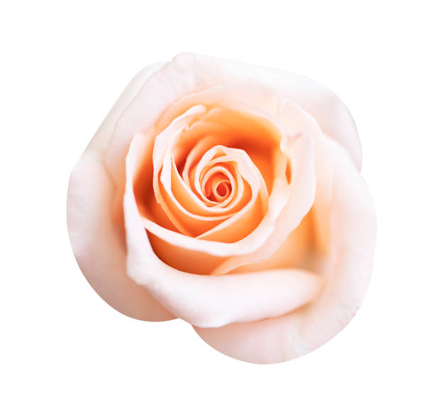 istock Pink rose flower isolated on white background, soft focus and clipping path. 1182205246