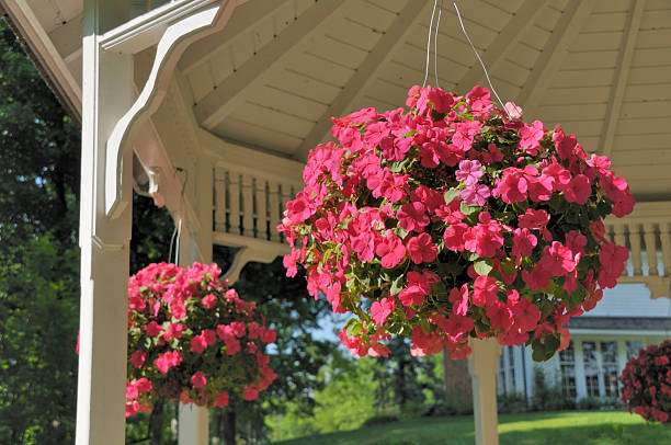 cestos de flor - hanging basket imagens e fotografias de stock