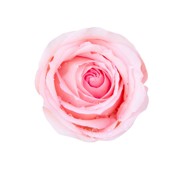 istock Pink rose flower isolated on white background, soft focus and clipping path. 1182205902