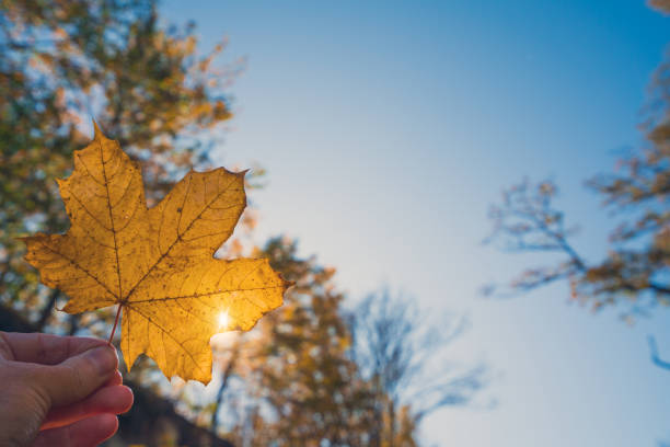 istock Yellow autumn leaf in hand on blue sky background 1182206038