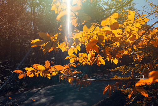 Sunbeams through the yellow fall foliage