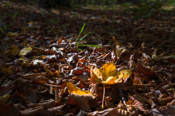 Yellow autumn leaf in the forest