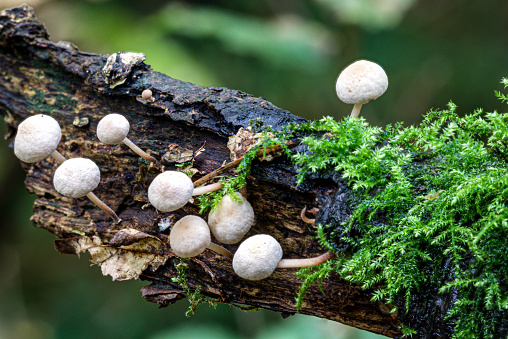 Field mushrooms growing wild on decaying tree bark