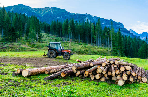 Lysa Polana, Slovakia - September 16, 2019: The tractor (Zetor 7245) stands on a clearing, which serves lumberjacks to pull felled trees (logs) to the valley from the mountain slopes.