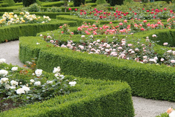 istock Summer Rose Garden. 1182211413