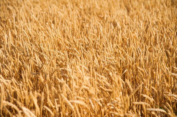 istock Golden wheat field and sunny day 1182212552