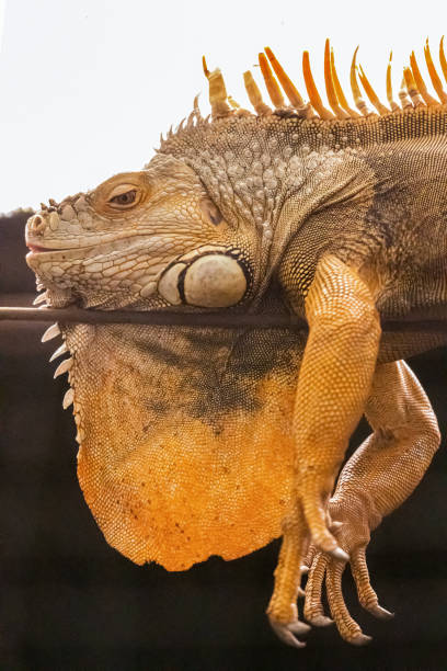 istock Closeup face of  chameleon it's so cute 1182213298