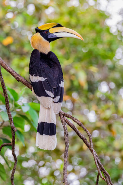 istock Great Hornbill Buceros bicornis with bokeh background 1182213469
