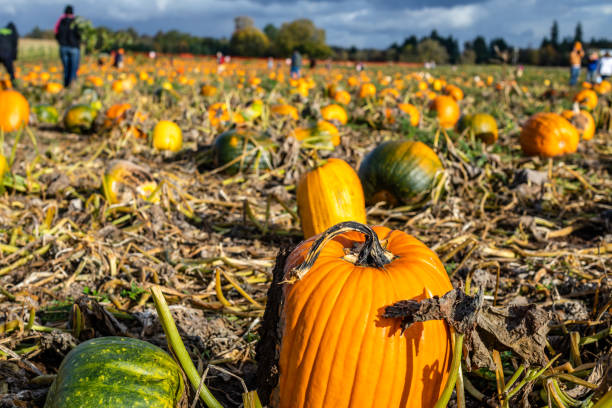 istock Pumpkin patch, Background for fall, autumn, Halloween, Thanksgiving 1182213490
