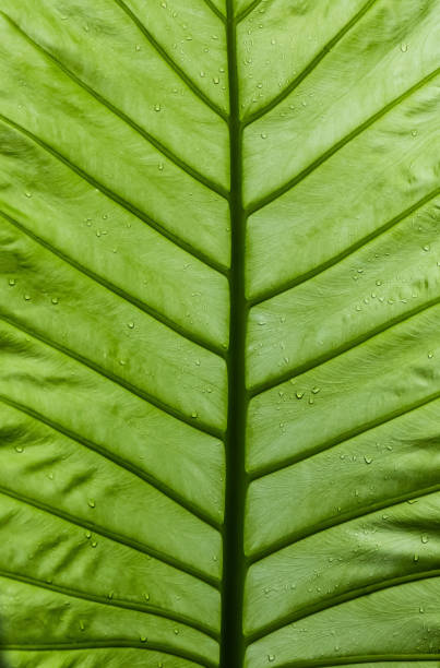 istock Green leaf with water drop for background 1182213582