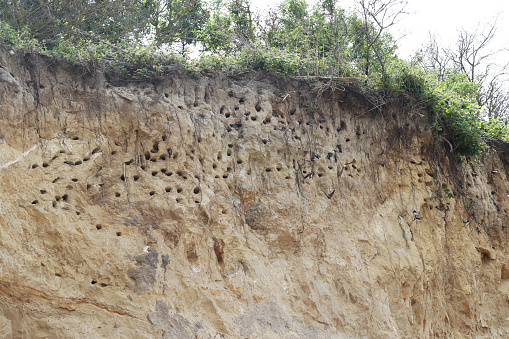 Nesting holes of sand martin or bank swallow  at the high bank of Hiddensee, Germany