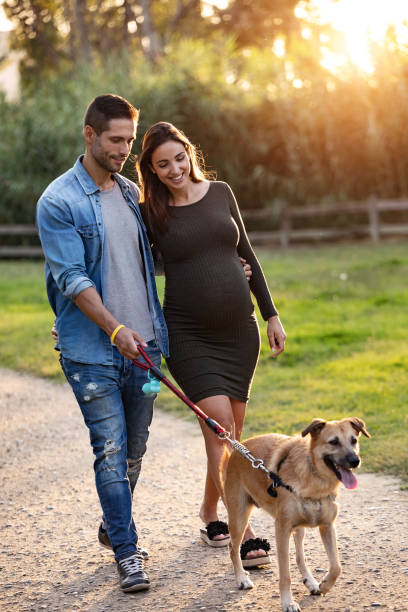 happy pregnant couple looking their dog while walking in the park. - couple human pregnancy sunset walking imagens e fotografias de stock