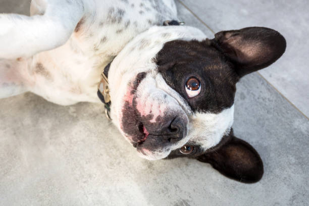 istock Funny french bulldog 1182214582