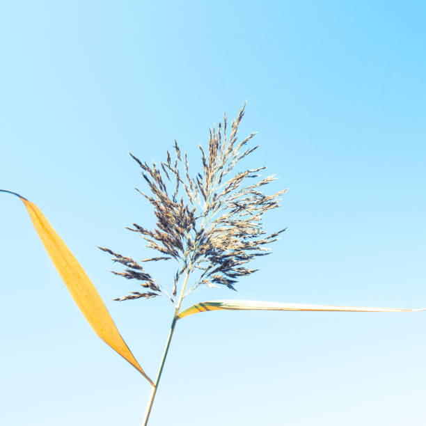 травинка на фоне неба. заживать - long leaf grass blade of grass стоковые фото и изображ�ения