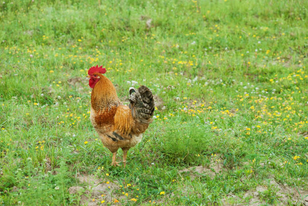 istock Rooster standing on the green grass 1182219612