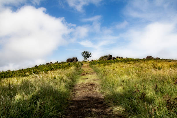istock Tree on the top of hill is goal for us. 1182219749