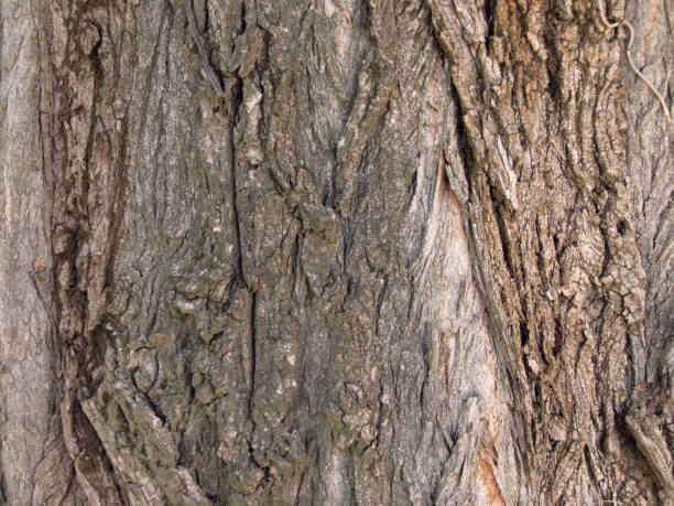Tree bark. stock photo