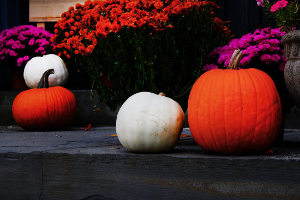 istock four pumpkins and daisey pot plants halloween 1182221032