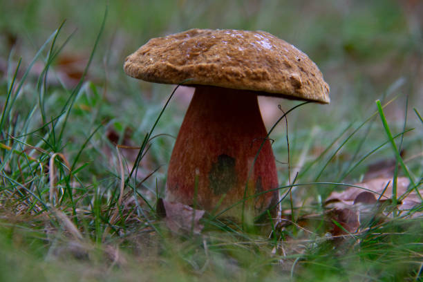 istock Neoboletus luridiformis Boletus luridiformi 1182222441