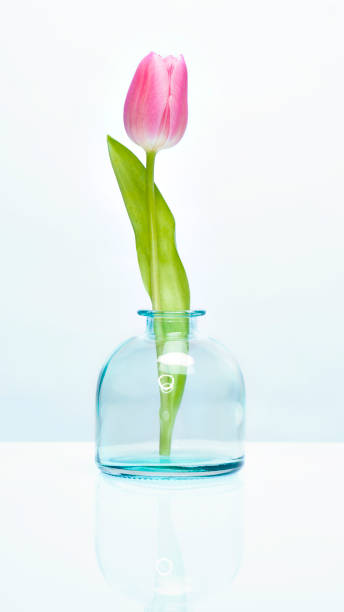 istock a tulip in a vase against a white background 1182222869