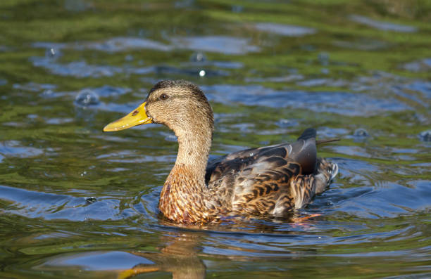 istock Mallard chick swimming on lake 1182223445