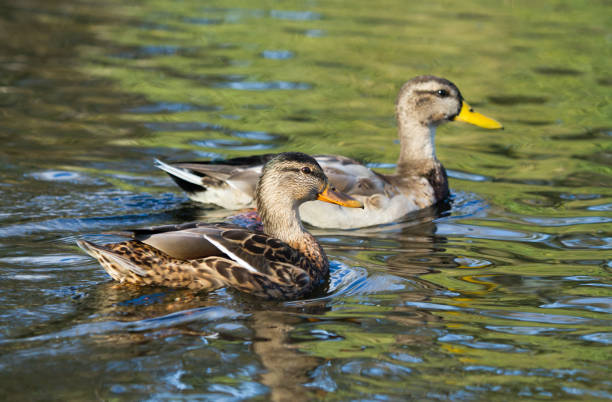 istock Mallard chicks swimming on lake 1182223673
